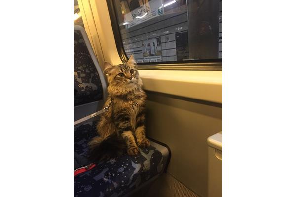可以带猫上地铁吗
